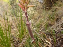 Aloe humilis buds nearly ready
